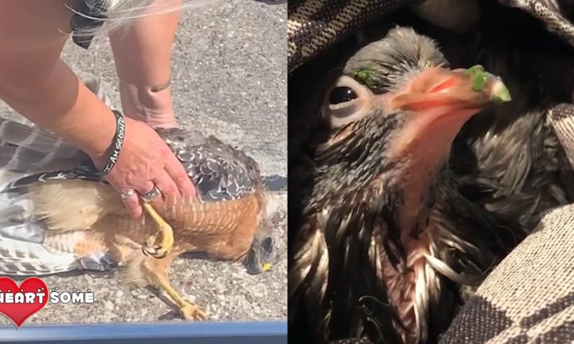 Top 5 Dramatic Bird Rescues - Animal Rescue || Heartsome 💖