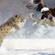 Top Moments Of Eagle's Ultimate Prey Attack, Wild Animal Fight