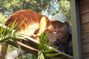 Tree Kangaroo - 72 Cutest Animals - National Zoo, Canberra