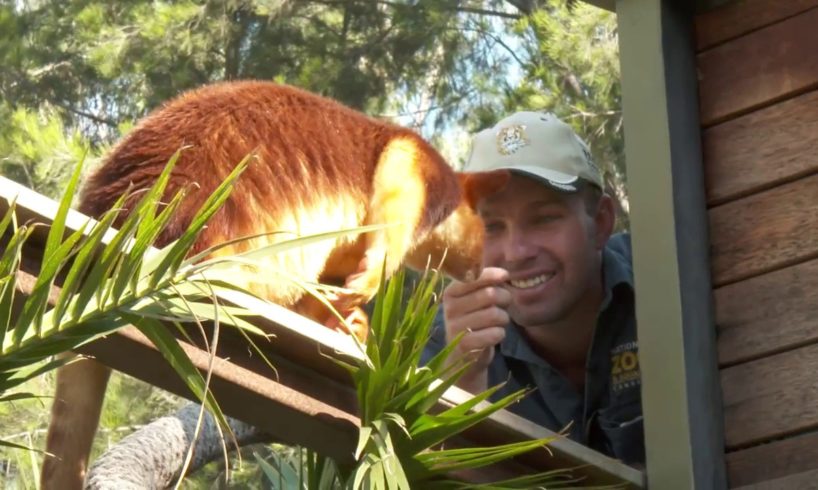 Tree Kangaroo - 72 Cutest Animals - National Zoo, Canberra