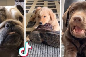 Ultimate Cutest Puppies and Funniest Dogs Compilation 🥰🐶