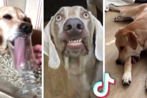 Ultimate DOGS Compilation 🥰 Cute & Funny Puppies 🐕