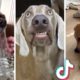 Ultimate DOGS Compilation 🥰 Cute & Funny Puppies 🐕