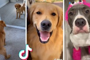 Ultimate Funniest Dogs and Cutest Puppies Compilation 🥰🐶
