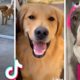 Ultimate Funniest Dogs and Cutest Puppies Compilation 🥰🐶