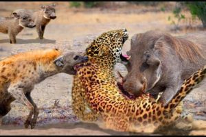 Unbelievable... Hyenas Attack Leopards To Rescue Warthog || Wild Animal Attack 2022