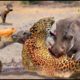 Unbelievable... Hyenas Attack Leopards To Rescue Warthog || Wild Animal Attack 2022