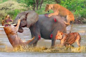 Unbelievable ! Lion Vs Elephant Extreme Fights || Wild Animal