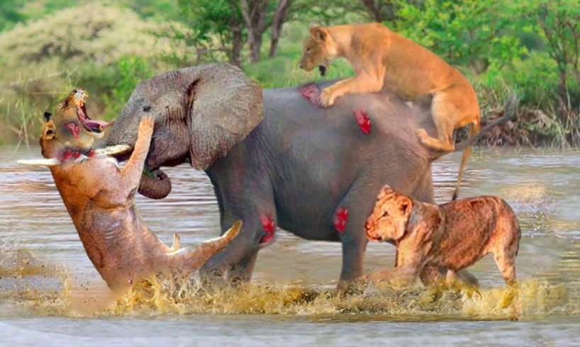 Unbelievable ! Lion Vs Elephant Extreme Fights || Wild Animal