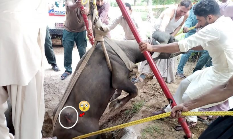 Unbelievable peoples rescue Buffalo , Most Inspiring Animal Rescues, katta Rescue by peoples