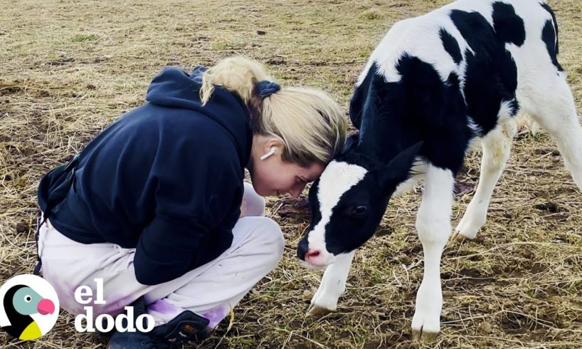 Vaca rescatada embarazada se convierte en mamá por primera vez | El Dodo