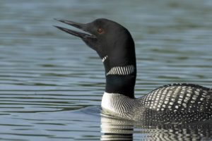 Voices: Common Loon