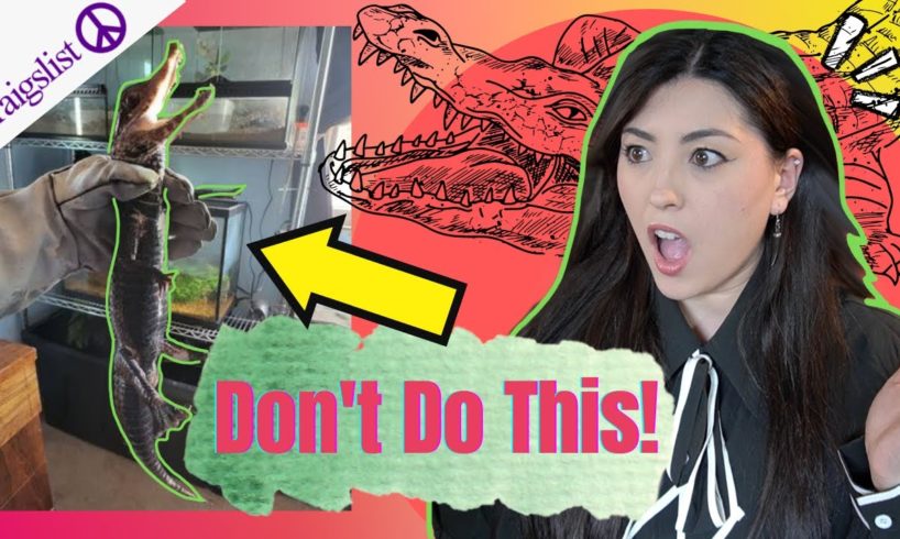 WHO Handles CROCODILES Like This!? 😵 Pet YouTuber Reacts to Animals on Craigslist | Emzotic