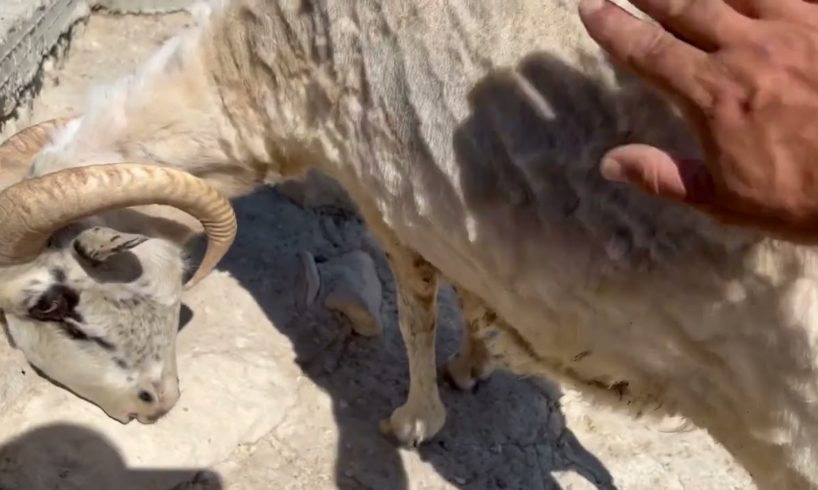 Weather is getting hotter and the sheep have a haircut 🐑 - Takis Shelter