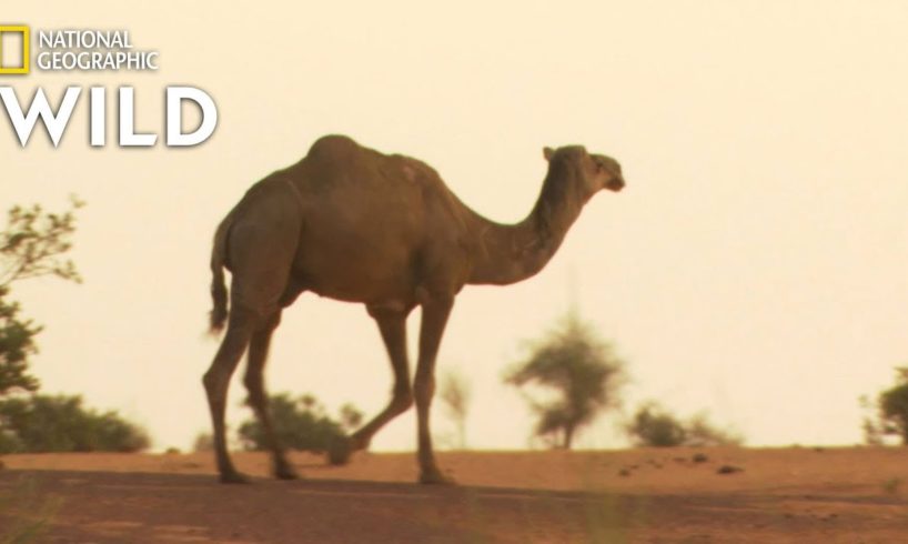 Which Animals Beat the Heat? | Animal Autofill