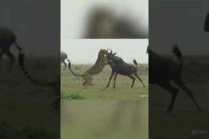 Wild Animals Playing Games