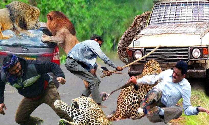 Wild Animals Suddenly Attack The Tourists In Africa .. Suspense Vs Danger Too