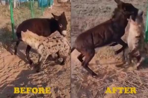 Wild animal fight caught on Camera. Donkey WINS!!