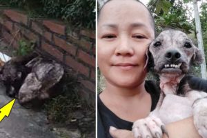 Woman Broke Into Dog Meat Slaughterhouse To Rescue Poor Dog And Unbelievable Ending