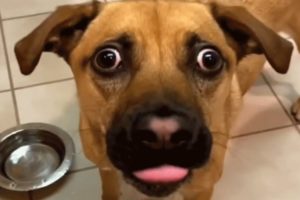 Woman brings home a shelter dog. And then comes the surprise.