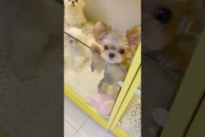 Woohoo Funniest Maltese & Cutest Puppies Maltese Funny Puppies Videos Compilation 90