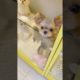 Woohoo   Funniest Maltese & Cutest Puppies Maltese  Funny Puppies Videos Compilation 90