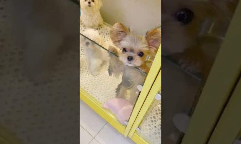 Woohoo   Funniest Maltese & Cutest Puppies Maltese  Funny Puppies Videos Compilation 90