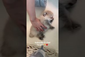 World's cutest puppy ever🐶🐕😍😘 #shorts #trending #viral #youtube