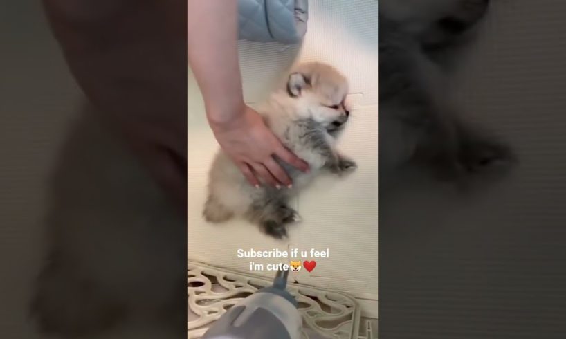 World's cutest puppy ever🐶🐕😍😘 #shorts #trending #viral #youtube