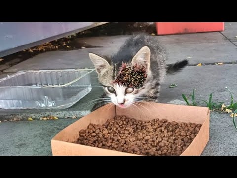 Wow ! ! Poor Little Kitten Eats Quickly Because It's So Hungry/ Animal Rescue Video
