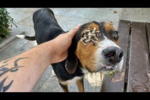 Woww ! ! Poor Stray Dog Just Wants To Eat Something! (Animal Rescue Video)