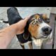 Woww ! ! Poor Stray Dog Just Wants To Eat Something! (Animal Rescue Video)