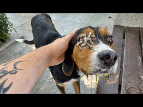 Woww ! ! Poor Stray Dog Just Wants To Eat Something! (Animal Rescue Video)