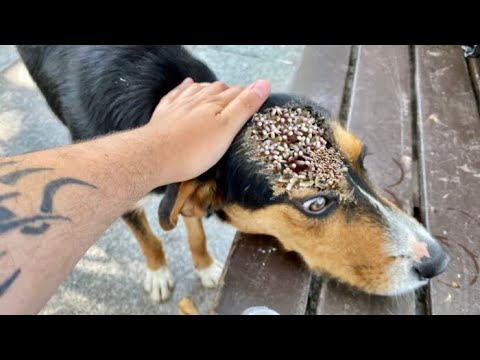 Woww ! ! Stray DOG was so Happy To See We Feed The Stray Dog (Animal Rescue Video 2022)