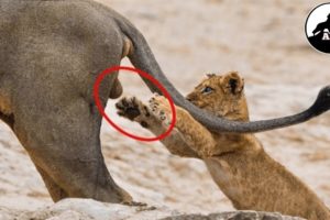You would be Surprised to know that Lions like to eat their prey's testicles | Animal Effects