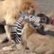 Young Lion Take Down Zebra and Eat Alive - Animal Fighting | ATP Earth