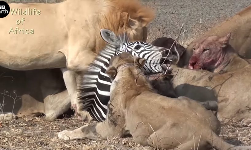 Young Lion Take Down Zebra and Eat Alive - Animal Fighting | ATP Earth