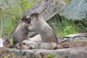 animals of fightanimal fights,animals,fight,wild animals,biggest animal fights