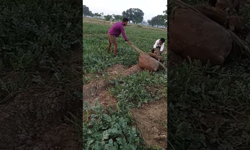 blue caw rescue 😳 #blue cow#rescue operation ⚔️