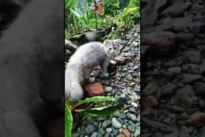 cat playing on the rock🥰🥰🥰🥰#shorts #cat #animals #play