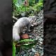 cat playing on the rock🥰🥰🥰🥰#shorts #cat #animals #play