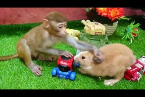 cute Animals Baby & Rebet Playing   Room. wild Animal video 2022 #animals #youtube
