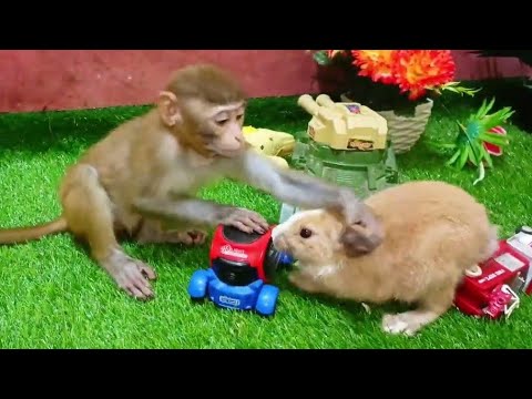 cute Animals Baby & Rebet Playing   Room. wild Animal video 2022 #animals #youtube