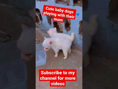 cute baby dogs/the cutest puppies ever♥️♥️♥️