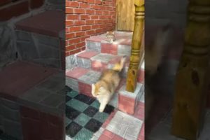 cute cats playing š„° š #cute #shorts #cats #viral #trending