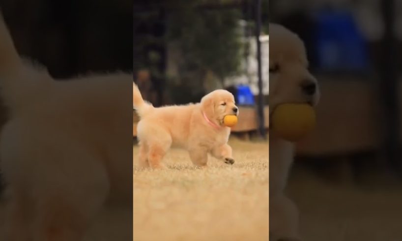 cute dog playing with ball 🥎 #shorts #animals #status #youtubeshorts #shortvideo #funny #reels #pets