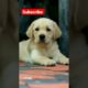 cutest puppies | Cute labrador | funny puppies #puppy #cutedog #cutepuppy