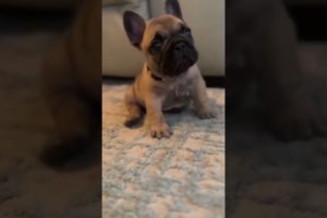 cutest puppy playing around