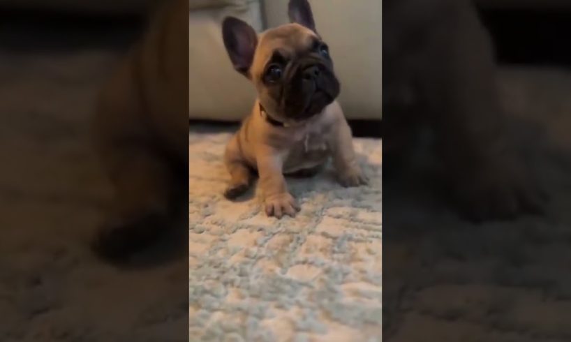 cutest puppy playing around