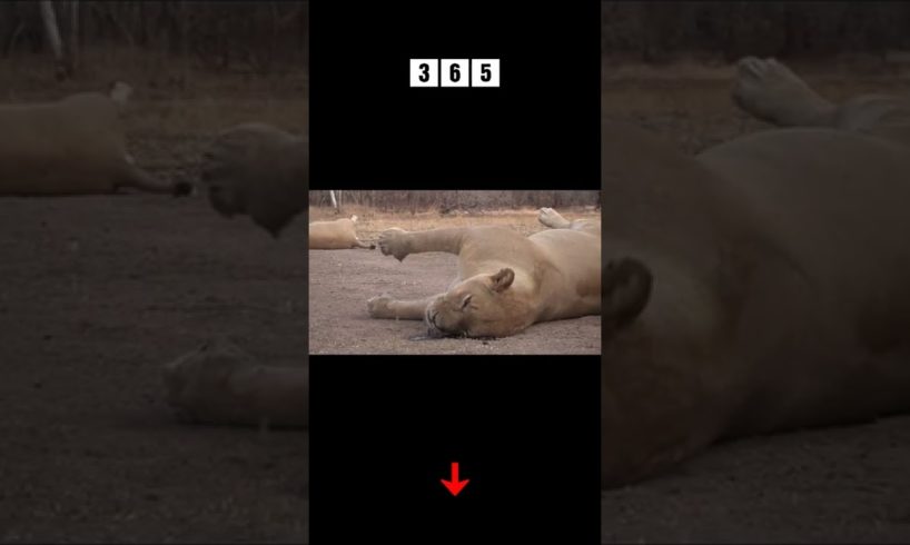 dead lion - animal fights